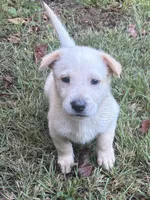 Brady, a male German Shepherd Dog for sale in Fayetteville, GA – 3 of 4