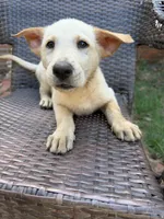 Kenny Rogers, a male German Shepherd Dog for sale in Fayetteville, GA – 6 of 8