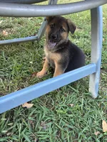 Bobby, a male German Shepherd Dog for sale in Fayetteville, GA – 5 of 7