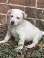 Brady, a male German Shepherd Dog for sale in Fayetteville, GA – 1 of 4