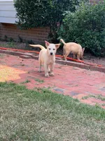 Kenny Rogers, a male German Shepherd Dog for sale in Fayetteville, GA – 7 of 8