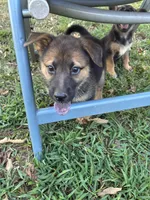 Bobby, a male German Shepherd Dog for sale in Fayetteville, GA – 3 of 7