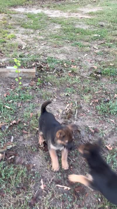 Bobby, a male German Shepherd Dog for sale in Fayetteville, GA – 7 of 7