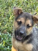 Alice, a female German Shepherd Dog for sale in Fayetteville, GA – 7 of 7