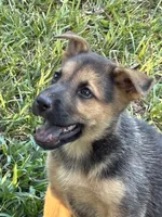 Alice, a female German Shepherd Dog for sale in Fayetteville, GA – 6 of 7