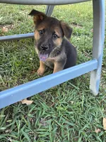 Bobby, a male German Shepherd Dog for sale in Fayetteville, GA – 6 of 7