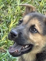 Alice, a female German Shepherd Dog for sale in Fayetteville, GA – 2 of 7