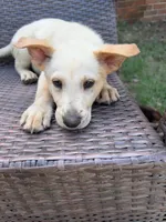 Kenny Rogers, a male German Shepherd Dog for sale in Fayetteville, GA – 8 of 8