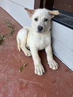Marsha, a female German Shepherd Dog for sale in Fayetteville, GA – 4 of 5