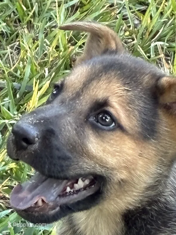 Alice – German Shepherd Dog puppy for sale in Fayetteville, GA