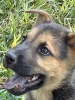 Alice, a female German Shepherd Dog for sale in Fayetteville, GA – 1 of 7
