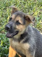 Alice, a female German Shepherd Dog for sale in Fayetteville, GA – 4 of 7