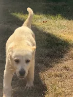 Loretta Lynn, a female German Shepherd Dog for sale in Fayetteville, GA – 6 of 8