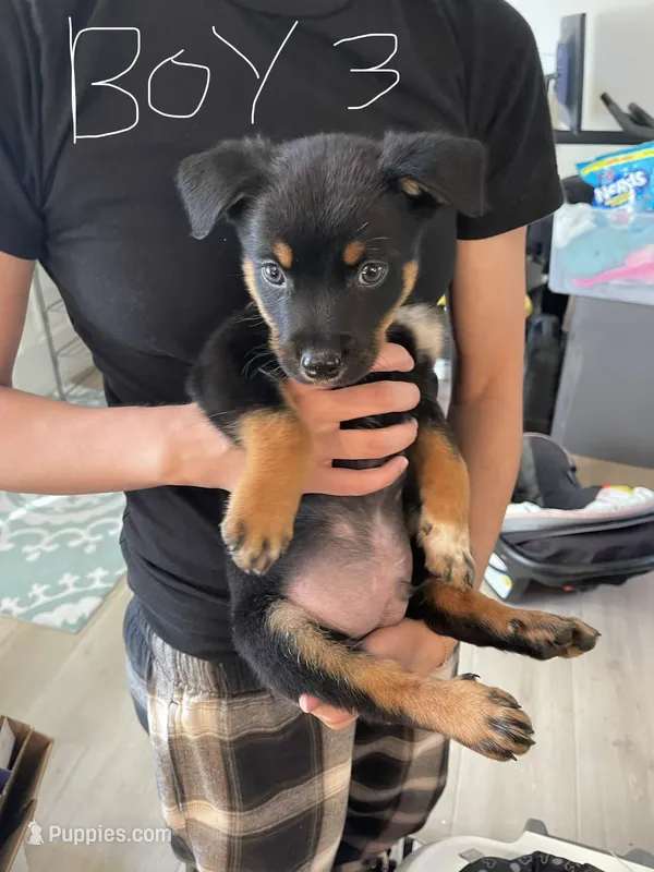 boy 3 Constantine – Border Collie, Rottweiler puppy for sale in Fair Oaks, CA