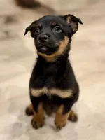 boy 5 Mr. Bean, a male Border Collie and Rottweiler for sale in Fair Oaks, CA – 2 of 3