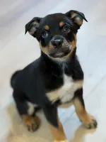 boy 2 hunter, a male Border Collie and Rottweiler for sale in Fair Oaks, CA – 2 of 2