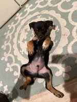 boy 6 Odysseus, a male Border Collie and Rottweiler for sale in Fair Oaks, CA – 3 of 3