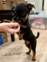 boy 7 Taz, a male Border Collie and Rottweiler for sale in Fair Oaks, CA – 1 of 4