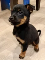 boy 7 Taz, a male Border Collie and Rottweiler for sale in Fair Oaks, CA – 4 of 4