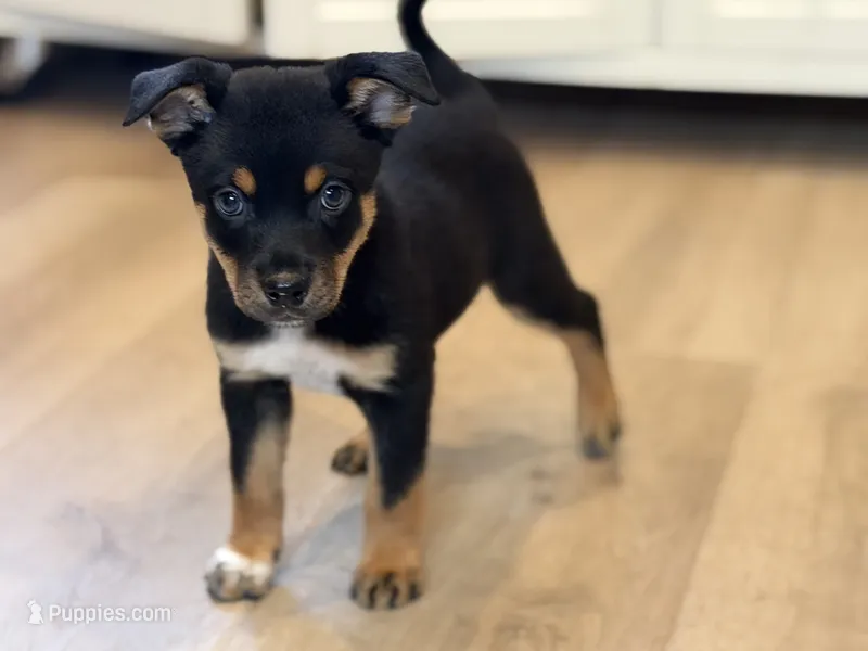 boy 2 hunter – Border Collie, Rottweiler puppy for sale in Fair Oaks, CA