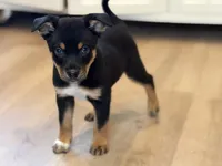 boy 2 hunter, a male Border Collie and Rottweiler for sale in Fair Oaks, CA – 1 of 2