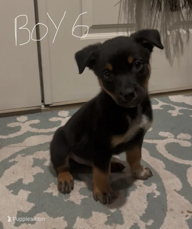 boy 6 Odysseus – Border Collie, Rottweiler puppy for sale in Fair Oaks, CA