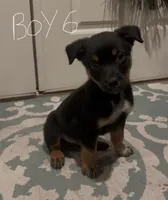boy 6 Odysseus, a male Border Collie and Rottweiler for sale in Fair Oaks, CA – 1 of 3