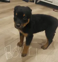 boy 4 Rumor, a male Border Collie and Rottweiler for sale in Fair Oaks, CA – 1 of 1