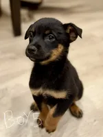 boy 5 Mr. Bean, a male Border Collie and Rottweiler for sale in Fair Oaks, CA – 1 of 3