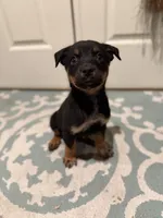 boy 6 Odysseus, a male Border Collie and Rottweiler for sale in Fair Oaks, CA – 2 of 3