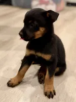 boy 7 Taz, a male Border Collie and Rottweiler for sale in Fair Oaks, CA – 2 of 4