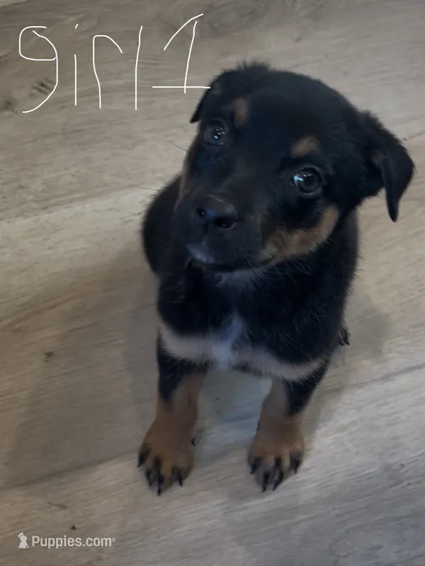 girl 1 (no tail) Cosmo – Border Collie, Rottweiler puppy for sale in Fair Oaks, CA
