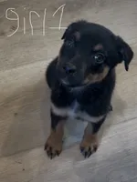 girl 1 (no tail) Cosmo, a female Border Collie and Rottweiler for sale in Fair Oaks, CA – 1 of 1