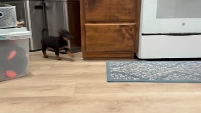 boy 5 Mr. Bean, a male Border Collie and Rottweiler for sale in Fair Oaks, CA – 3 of 3
