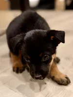 boy 7 Taz, a male Border Collie and Rottweiler for sale in Fair Oaks, CA – 3 of 4