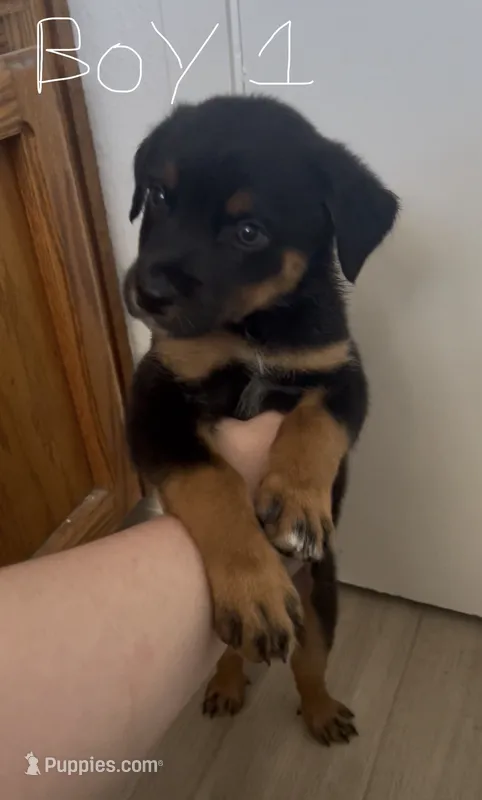 Boy 1 (no tail) Karma – Border Collie, Rottweiler puppy for sale in Fair Oaks, CA