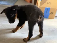 Boy 1 (no tail) Karma, a male Border Collie and Rottweiler for sale in Fair Oaks, CA – 3 of 3