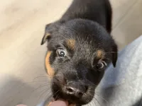 Boy 1 (no tail) Karma, a male Border Collie and Rottweiler for sale in Fair Oaks, CA – 2 of 3