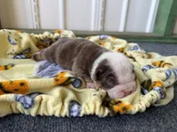 Loretta, a female English Bulldog for sale in Oologah, OK – 5 of 8
