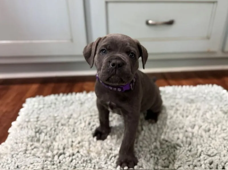 Presley – Cane Corso puppy for sale in Oologah, OK