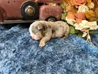 Lola, a female English Bulldog for sale in Oologah, OK – 4 of 6