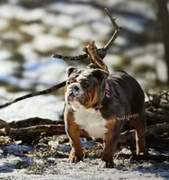 Betty, a female English Bulldog for sale in Oologah, OK – 7 of 8