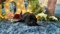 Bruno, a male Cane Corso for sale in Oologah, OK – 2 of 8