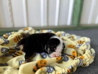Betty, a female English Bulldog for sale in Oologah, OK – 5 of 8