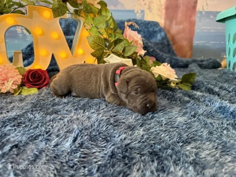 Paige, a female Cane Corso for sale in Oologah, OK – 1 of 8