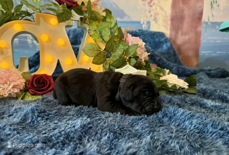 Bruno – Cane Corso puppy for sale in Oologah, OK