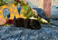 Bruno, a male Cane Corso for sale in Oologah, OK – 1 of 8