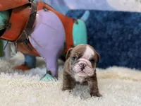 blue fawn boy, a male English Bulldog for sale in Oologah, OK – 5 of 6