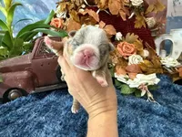 Lola, a female English Bulldog for sale in Oologah, OK – 2 of 6