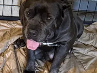 Paige, a female Cane Corso for sale in Oologah, OK – 7 of 8
